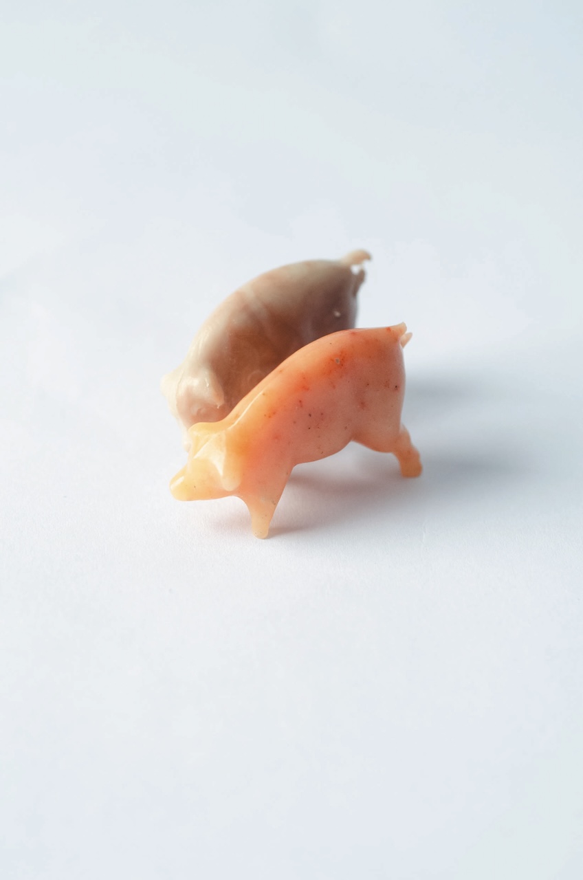 Pigs